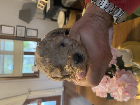 Kore minik poodle bebeğimiz