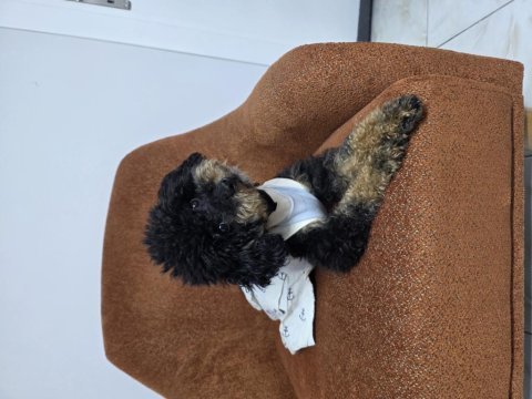 Full eğitimli dişi toy poodle