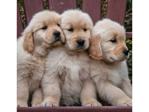 Golden retriever kapıda ödeme hizmetimiz vardır
