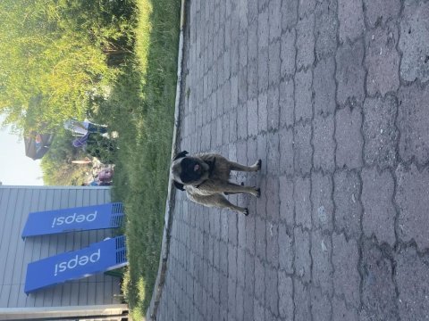 2 yaşında pug