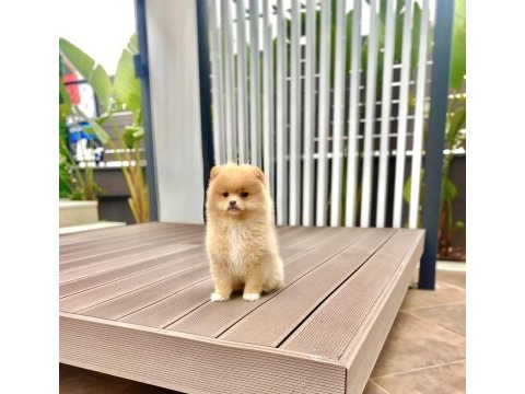 Dişi pomeranian boo yavrumuz