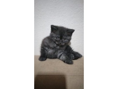 British shorthair 2 aylık