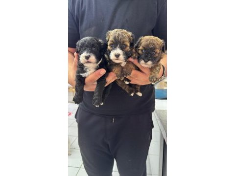 Morkie terrier yavrularımız