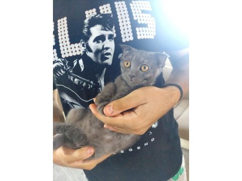 Skotish fold ve british shorthair yavrular 3 aylık