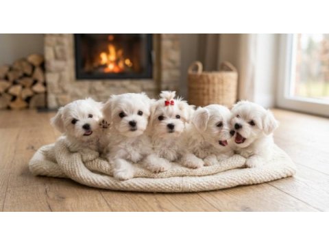 Core teacup maltese bebekler