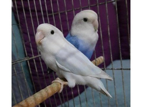 Kızgınlık yumurtası atan opalin sevda papağanı