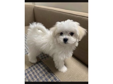 Maltipoo yavru köpeklerimiz
