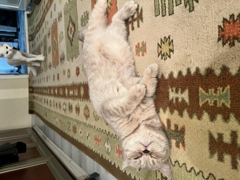 1 yaşına yeni girmiş dişi british shorthair