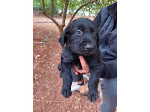 Labrador yavruları 1 aylık