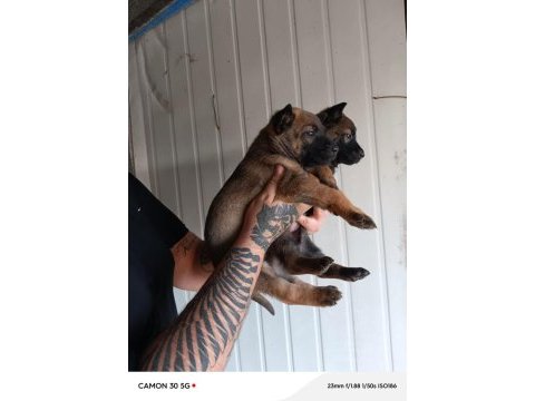 Belçika malinois yavrularımız ırk garantilidir