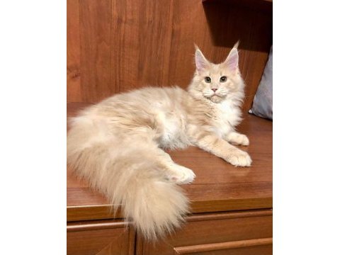 Dev kediler maine coon üst kalite