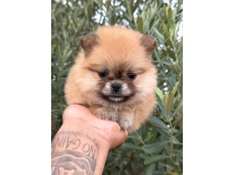 Pomeranian boo ayı surat yavrular