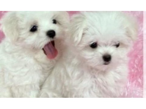 Xs yavru a+ kalite maltese yavruları