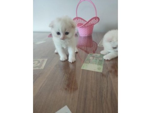 3 beyaz 1 gri (erkek) scottish fold