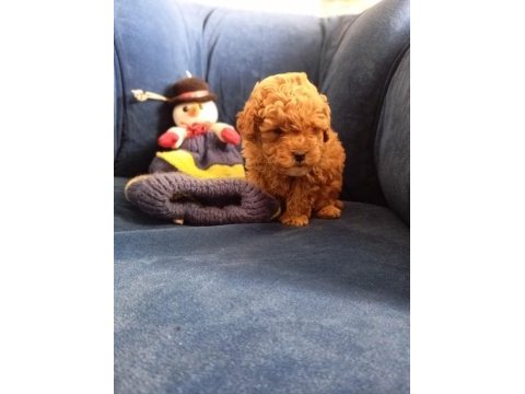Poodle uygun bütçeli olanlar kaçırmasın