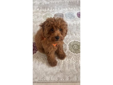 4 aylık efsane toy poodle tüm aşıları yapılmış