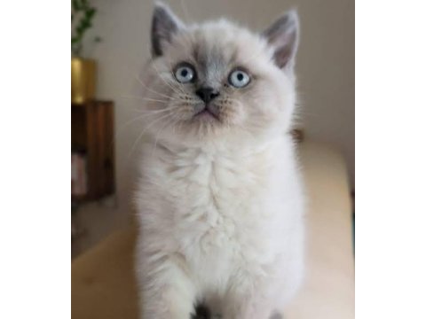 Scottish fold birbirinden tatlı yavrular