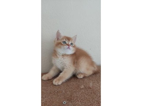 British shorthair choholate golden erkek yavrumuz