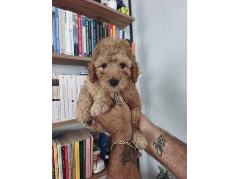 Maltipoo yavru köpekler