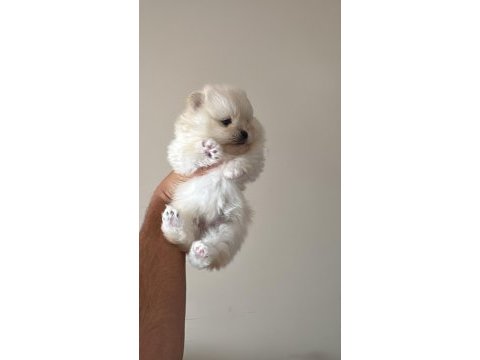 Uygun fiyata yavru pomeranian boo mevcuttur