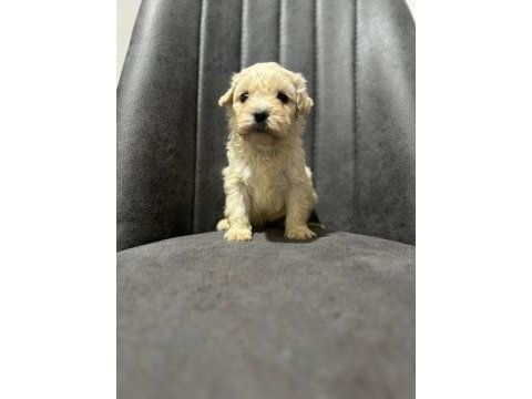 Maltipoo adrese teslim, kapıda ödeme yapabilirsiniz