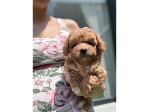 Maltipoo bebişler
