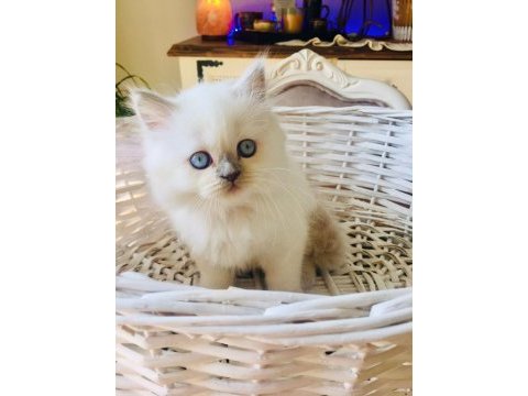 British longhair manken sahibini arıyor