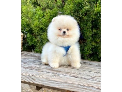 Safkan pomeranian boo yavrularımız