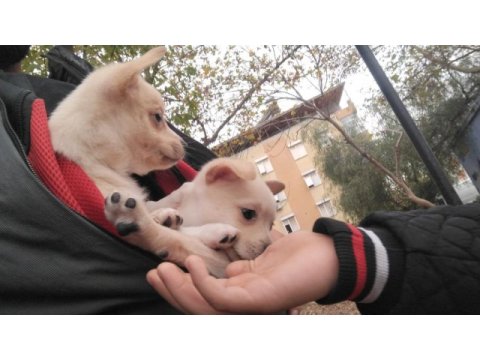 Pomeranian alman spitz