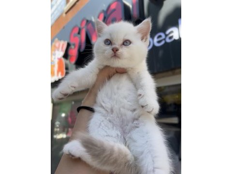 British shorthair golden point top kafa erkek