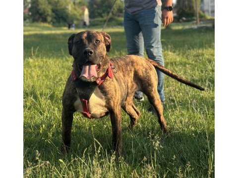 Dev damızlık presa canario dişi