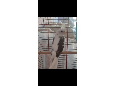Wf sultan papağanı 2 aylık