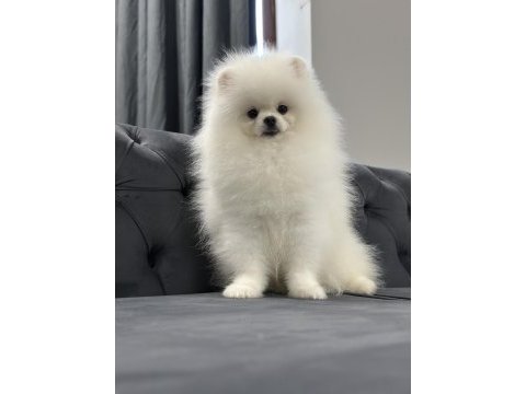 Üst kalite pomeranian boo isteyenlere