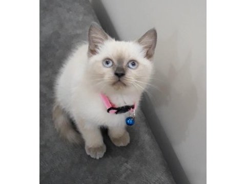 55 günlük british shorthair dişi ve erkek yavrular