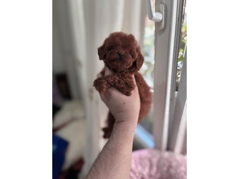 Kore poodle yavrular