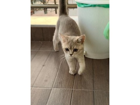 British shorthair ücretsiz sahiplendirme