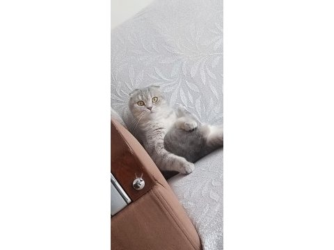 Sahibinden ücretsiz kedimiz