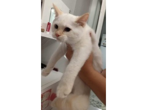 Kartopu british shorthair minnoş