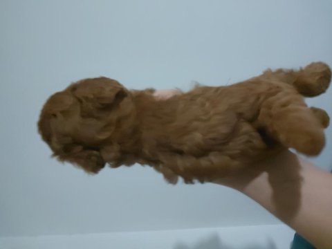 Dişi poodle yavrular kore babadan