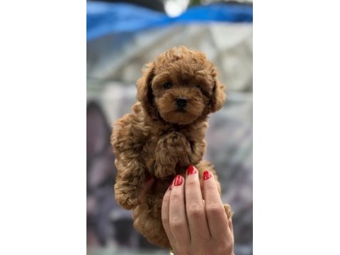 Kore red dişi poodle