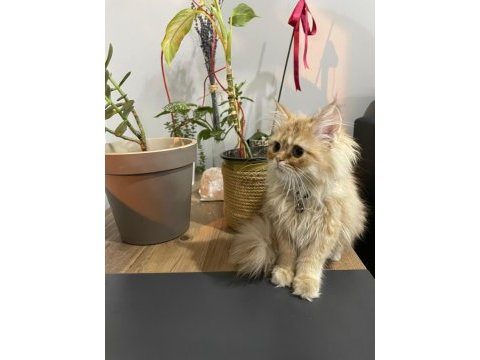 İran chinchilla - son kalite safkan prenses