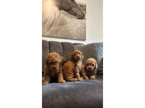 Poodle yavruları