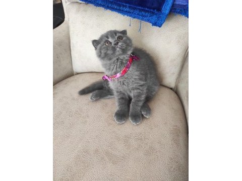 Değerinin altında verilecek dişi scottish fold yavrular