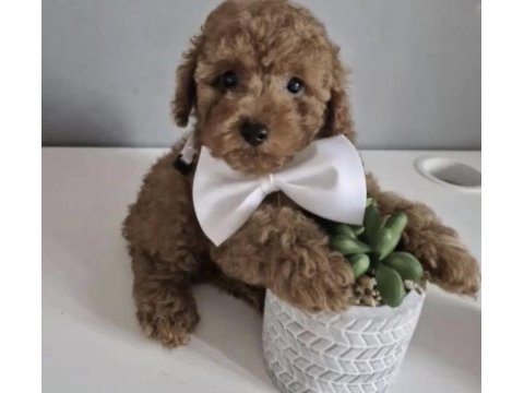 Toy poodle köpeği