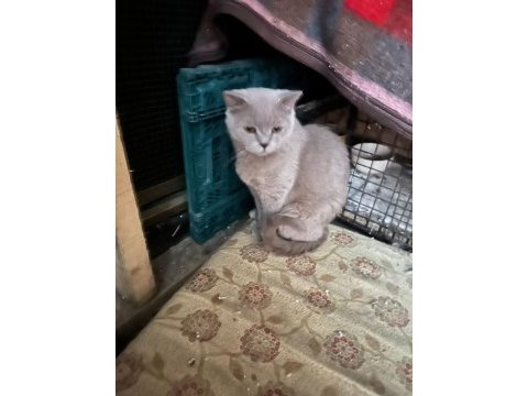 British shorthair kedisi
