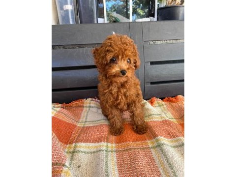Toy poodle dişi