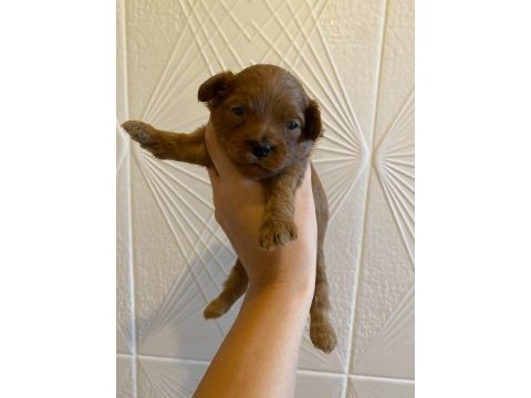 Toy poodle yavrularımız