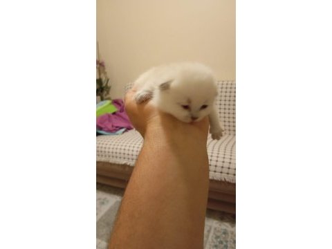 Safkan british shorthair yavrularım teslime