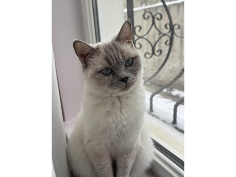 British shorthair kedisi