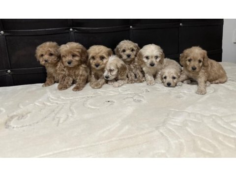 Mikro boy poodle yavrularımız